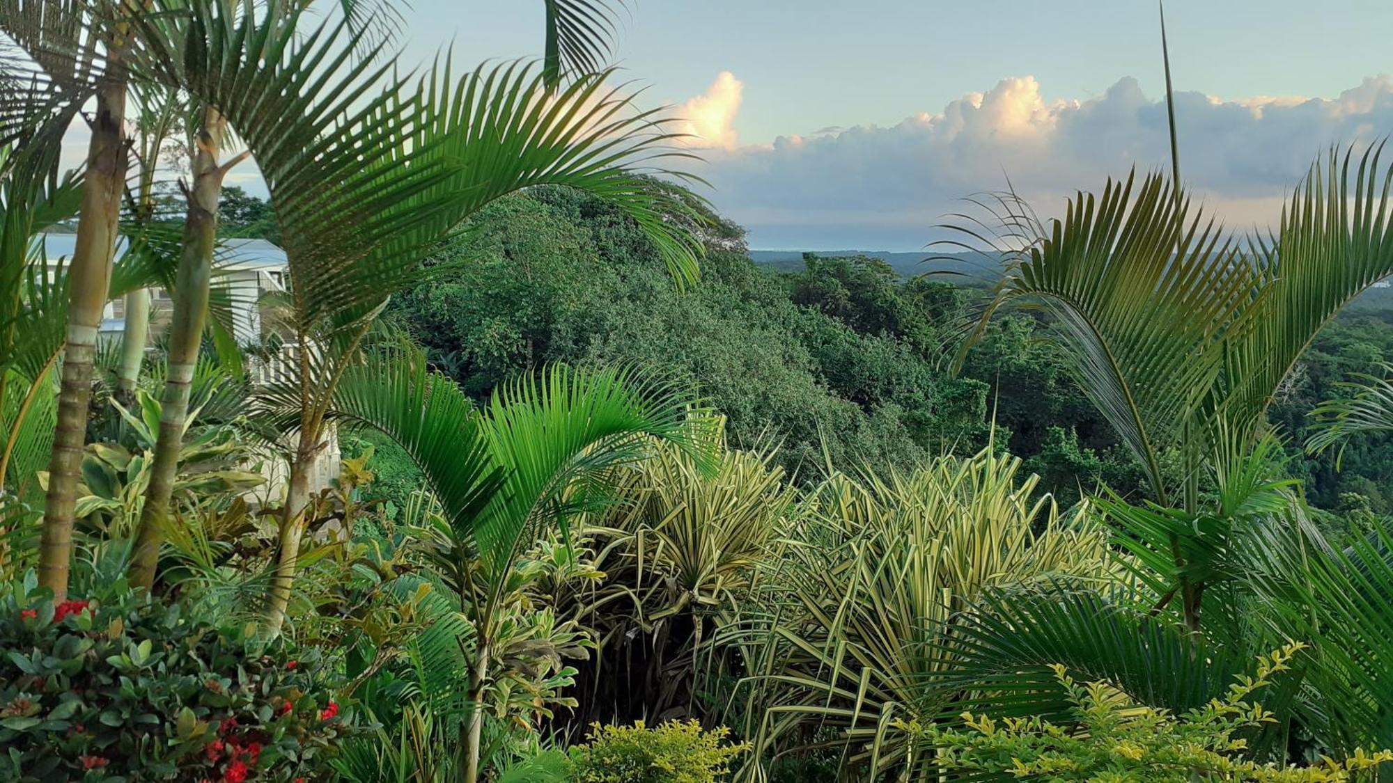 Dave Parker Eco Lodge Hotel 아피아 외부 사진